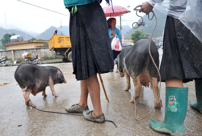 Базар рогатого скота в уезде Меовак провинции Хазянг - ảnh 4